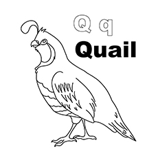 Top free printable letter q coloring pages online