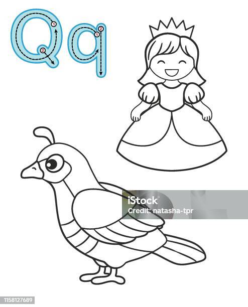 Letter q queen quail vector coloring book alphabet printable coloring page for kindergarten and preschool stock illustration