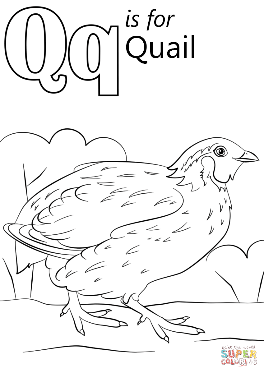 Letter q is for quail coloring page free printable coloring pages