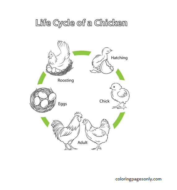 Chicken coloring pages printable for free download