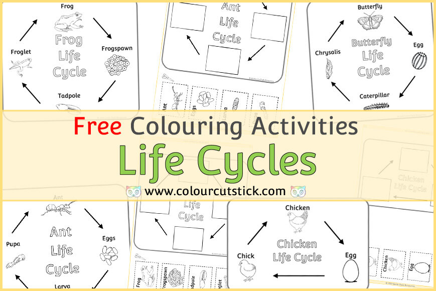 Free life cycles colouringcoloring pages