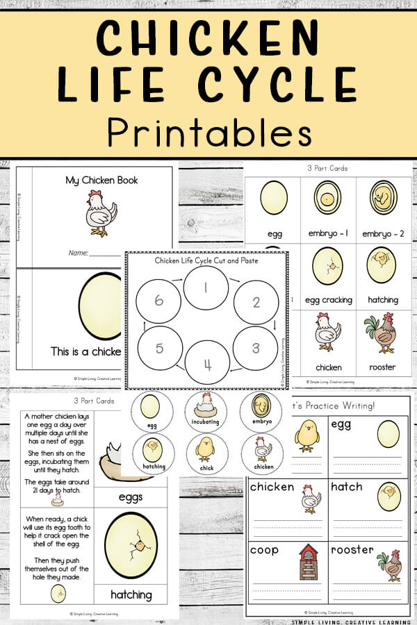 Chicken life cycle printables