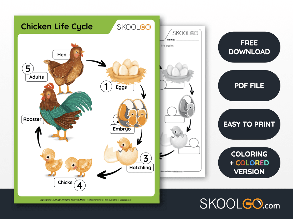 Chicken life cycle