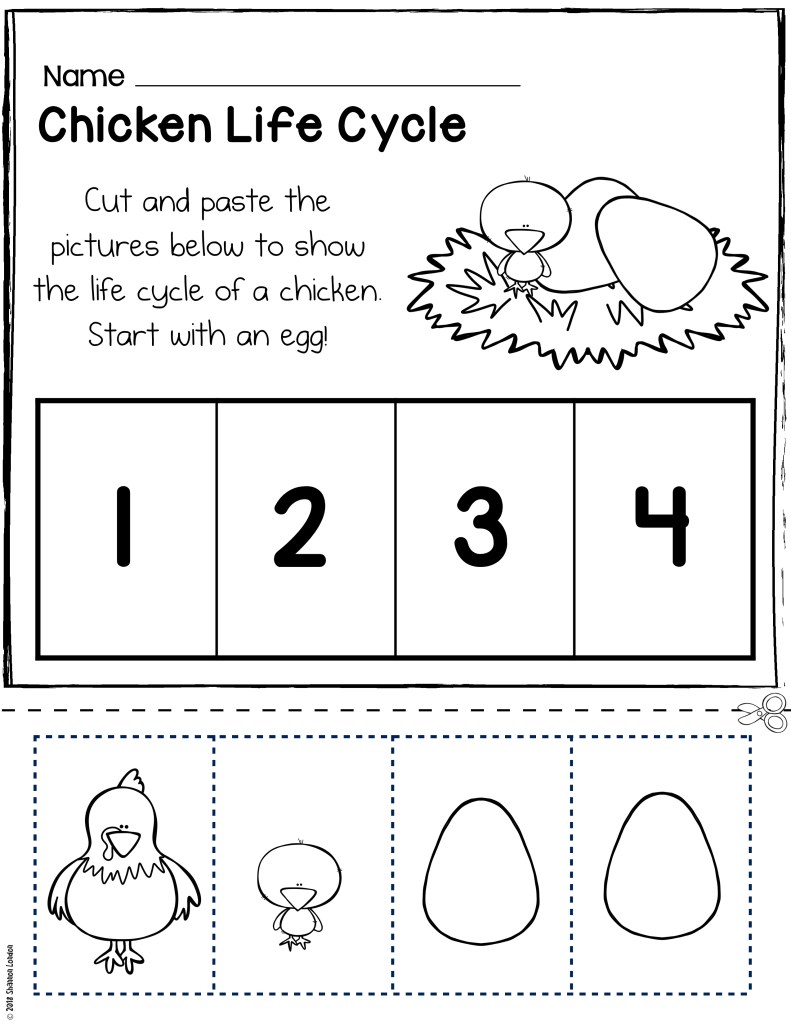 Chicken life cycle