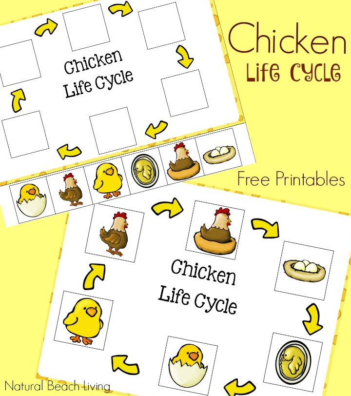 Chicken life cycle free printables