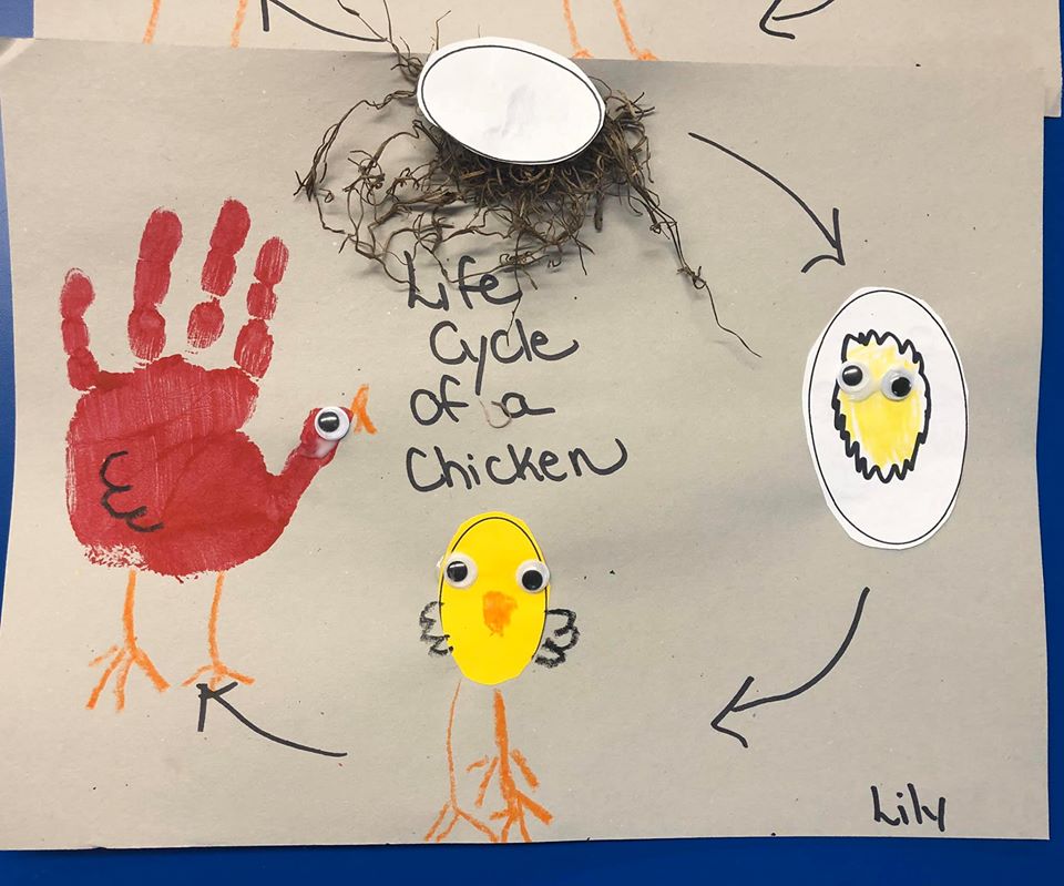 Activities about the life cycles of chickens for preschoolers