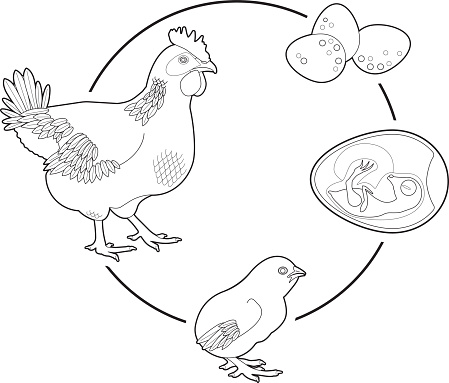 Life cycle of a chicken stock illustration