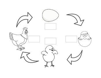 Chicken life cycle printable chicken life cycle chicken life life cycles