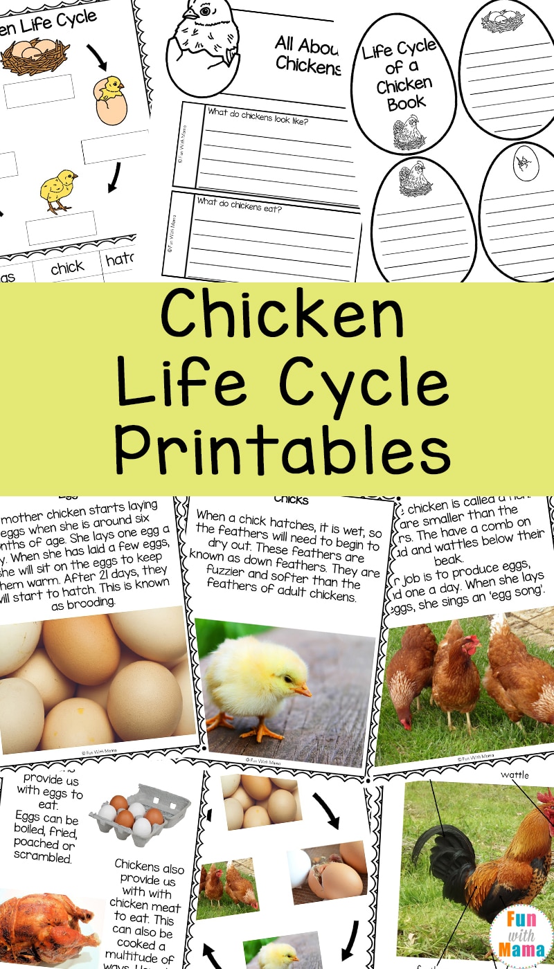 Chicken life cycle