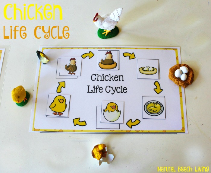 Chicken life cycle free printables