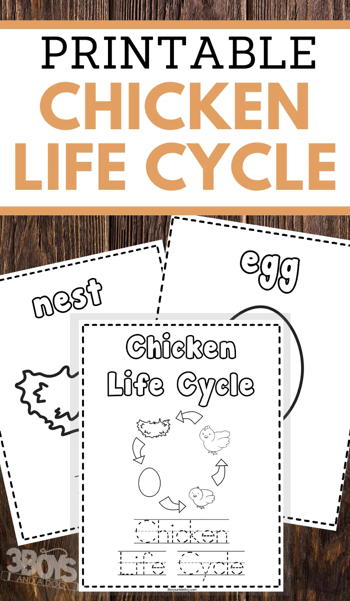 Chicken life cycle coloring and writing pages for home learning and fun