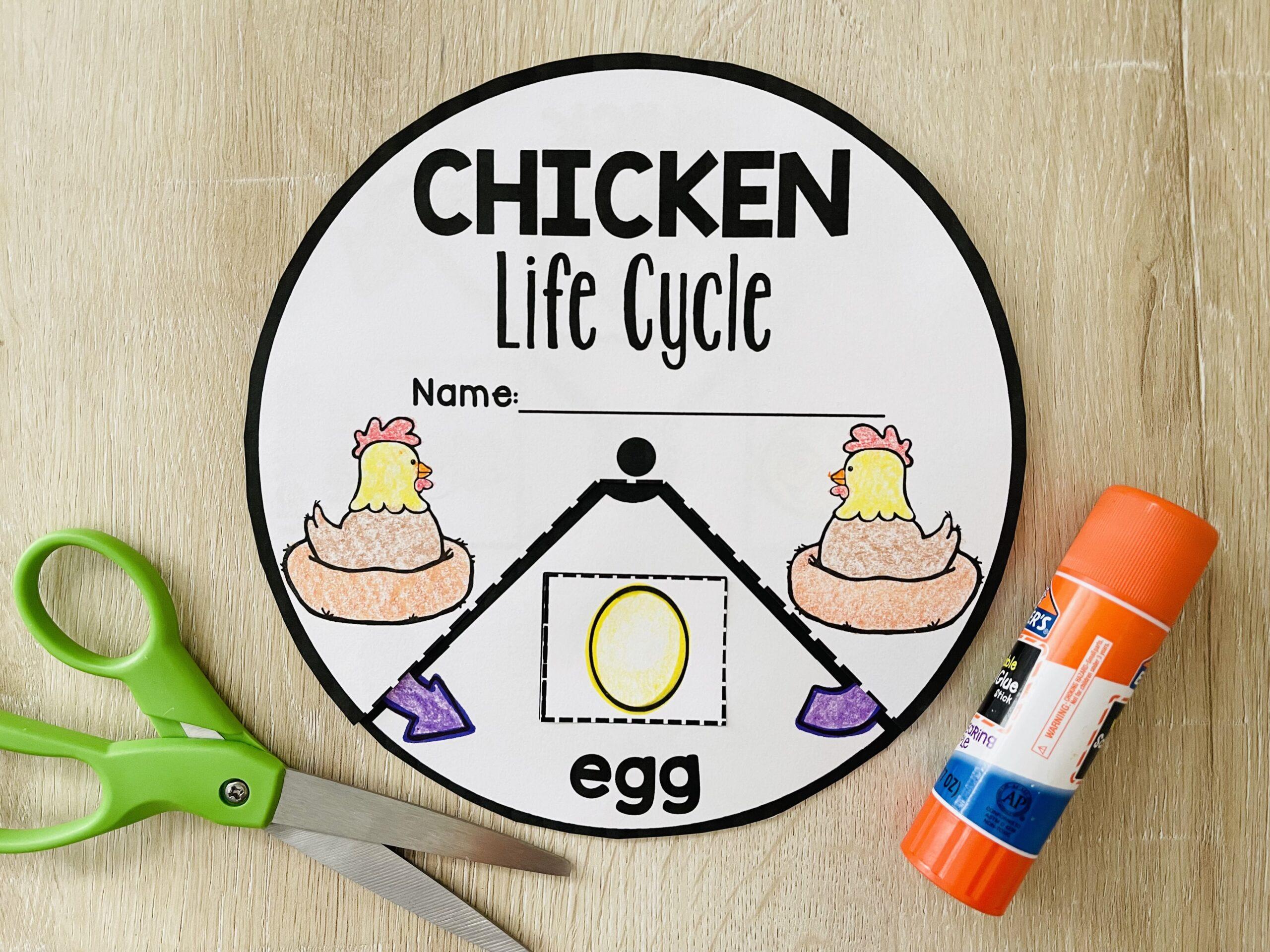 Chicken life cycle craft free interactive wheel