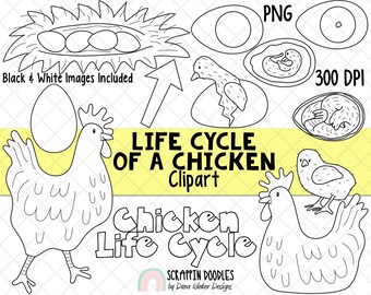 Life cycle clip art chicken life cycle clip art egg clipart chick hatching clipart nest clipart chicken growing clipart