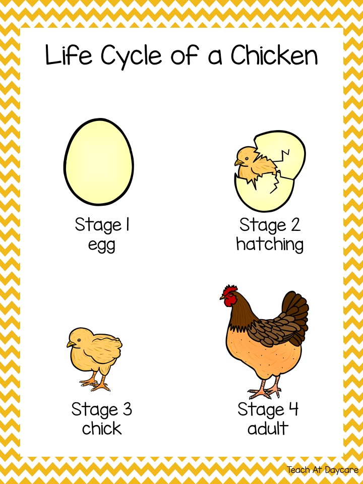 Life cycle of a chicken science curriculum unit made by teachers