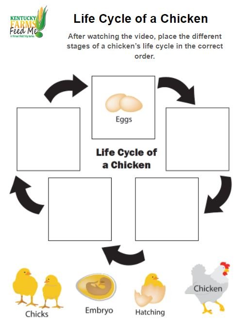 Life cycle of a chicken worksheets â