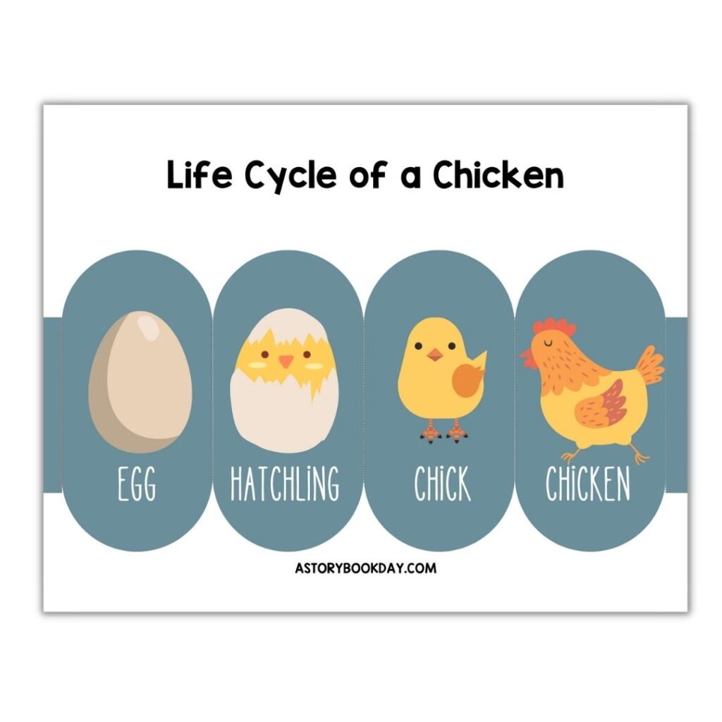 The life cycle of a chicken a printable fold out book