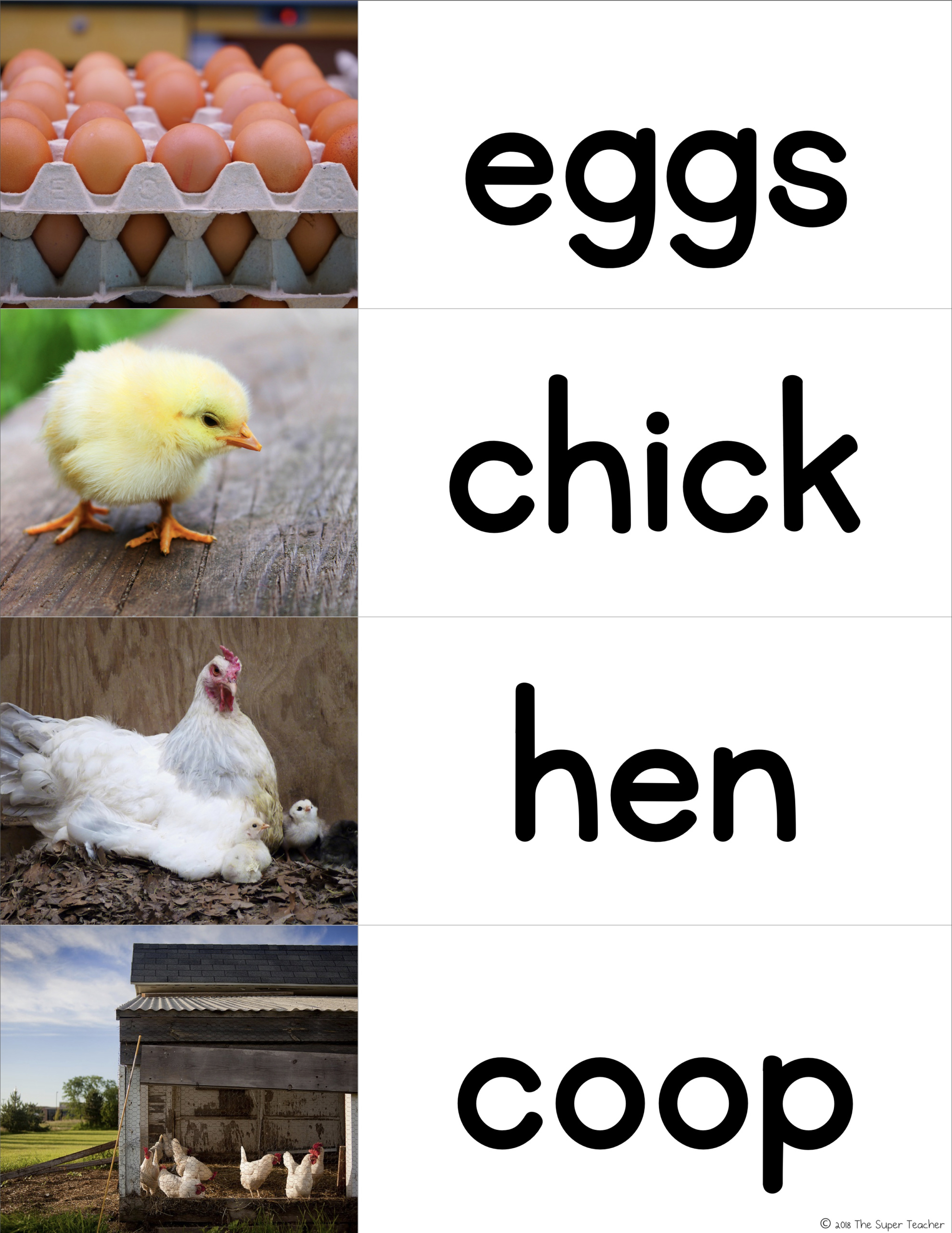 Chicken life cycle