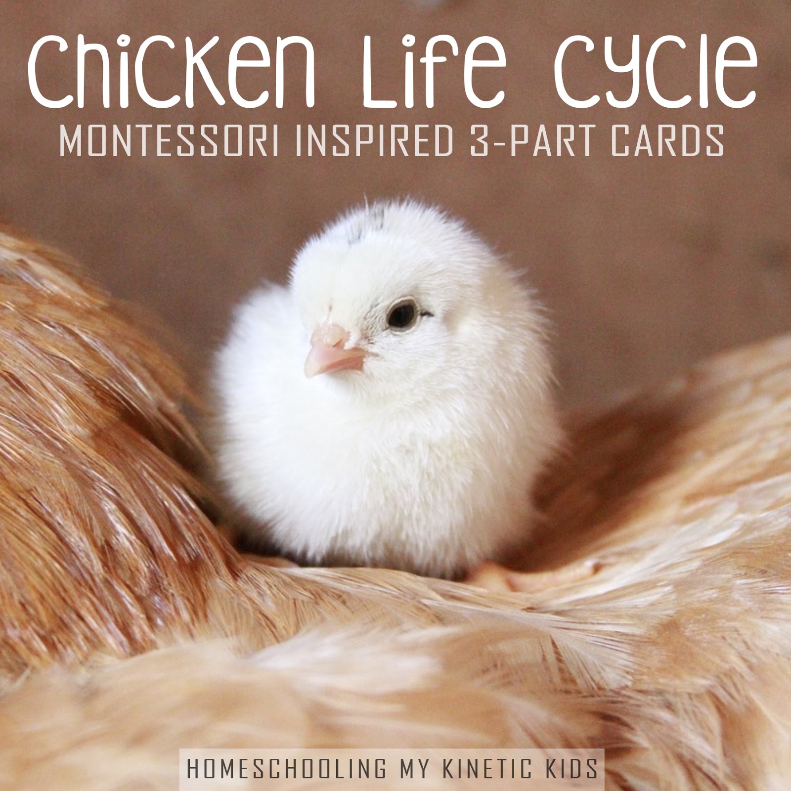 Chicken life cycle