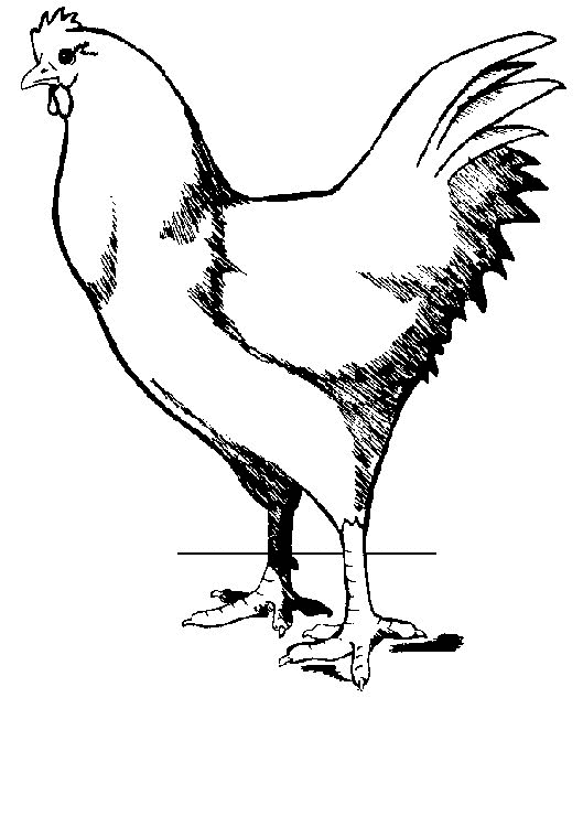 Chicken coloring pages