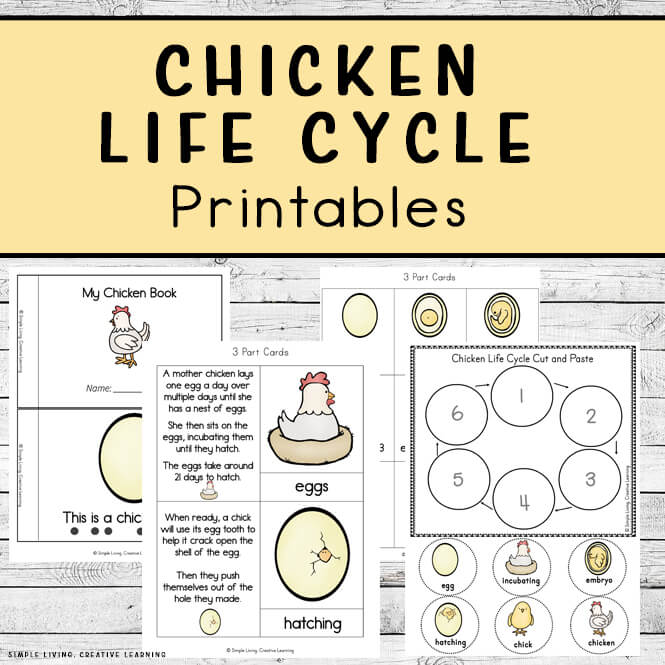 Chicken life cycle printables