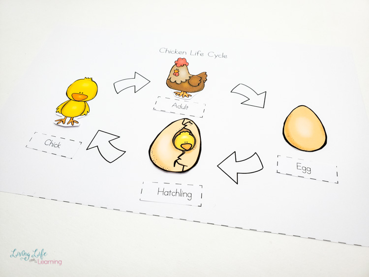 Junior scientist science study chicken life cycle