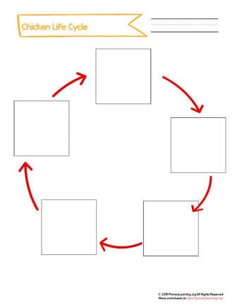 Cut and paste the life cycle of a chicken worksheet