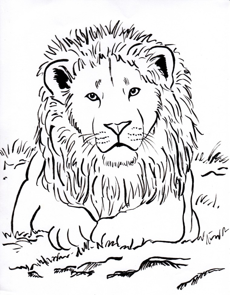 Lion coloring page