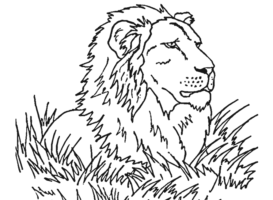 Coloring pages resting lion coloring pages