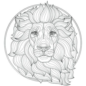 Lion coloring page for adults images â browse photos vectors and video