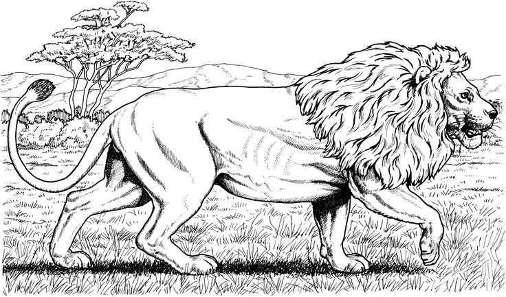 Lion coloring pages for adults free lion coloring pages lion coloring pages animal coloring pages cat coloring page