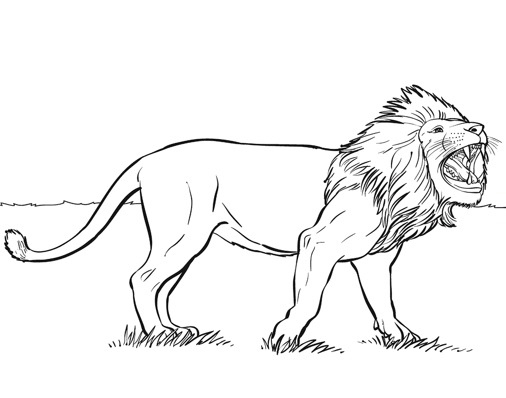 Free printable lion coloring pages for kids