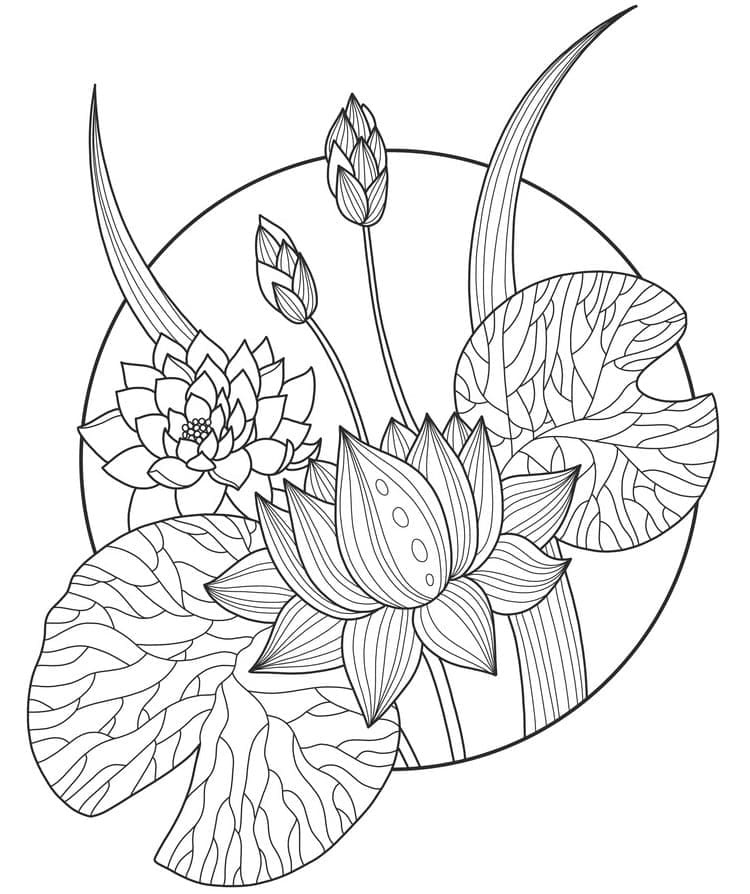 Free printable lotus coloring page