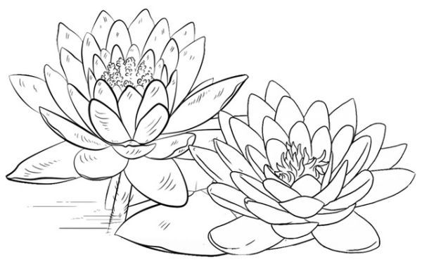 Lotus coloring pages printable pdf