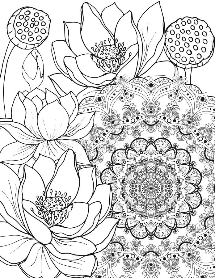 Colouring lotus stock illustrations â colouring lotus stock illustrations vectors clipart
