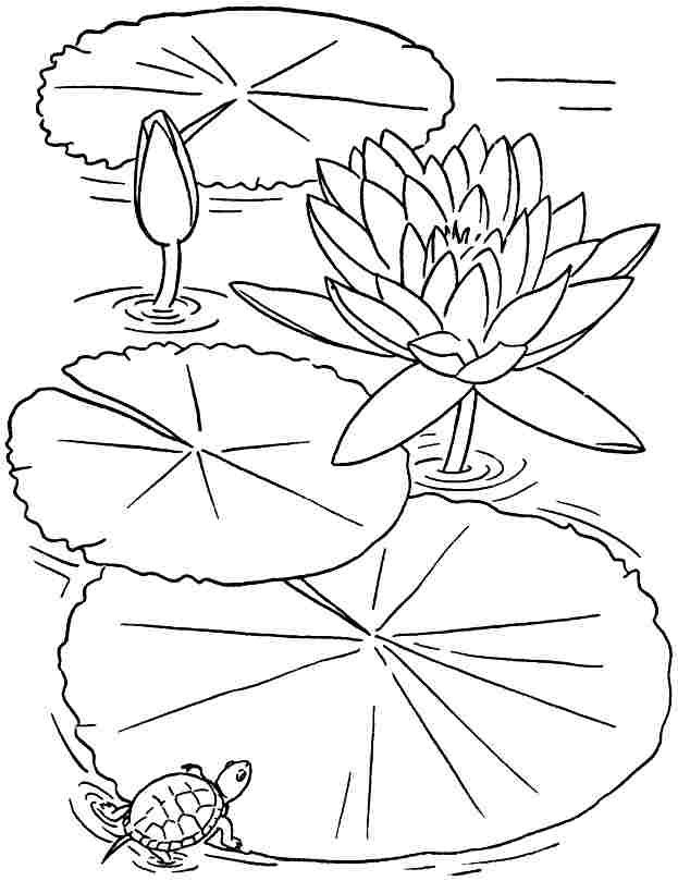 Download or print this amazing coloring page free colouring sheets lotus flowers for kids àªàààààààààªàµ ààààààààààà àààààµààààààà