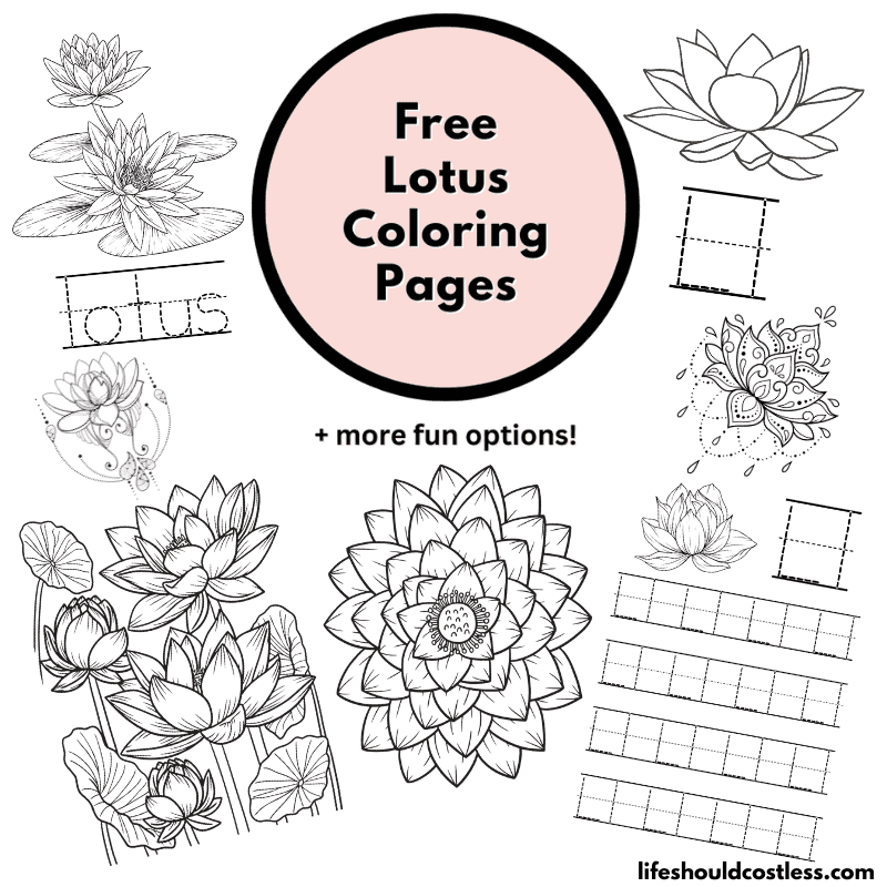 Lotus coloring pages free printable pdf templates