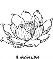 Top lotus coloring pages for your little ones coloring pages