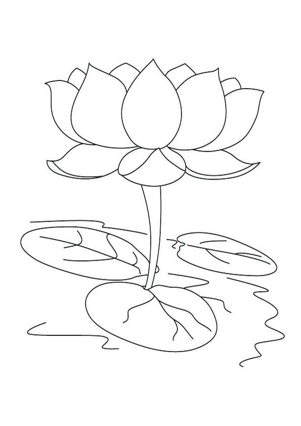 Beautiful lotus colorg pages flower drawg lotus flower art lotus art