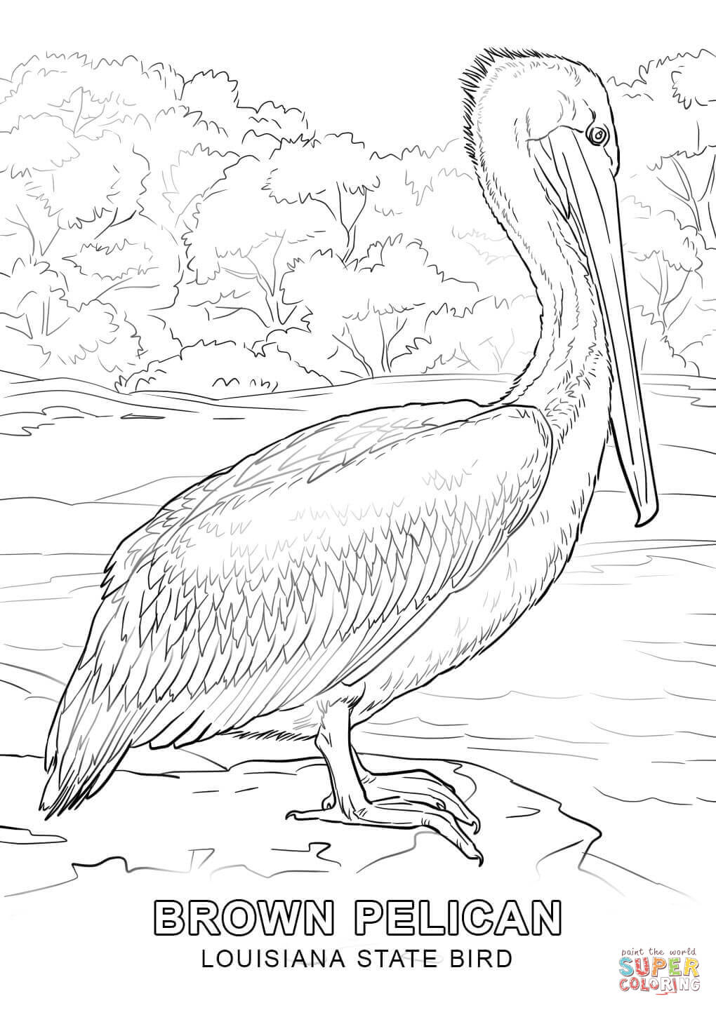 Louisiana state bird coloring page free printable coloring pages