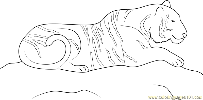 Tiger on hunting coloring page for kids