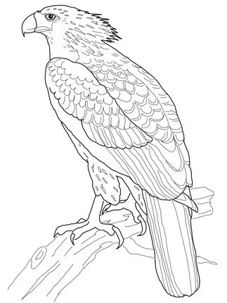 Philippine eagle coloring page supercoloring bird coloring pages philippine eagle owl coloring pages