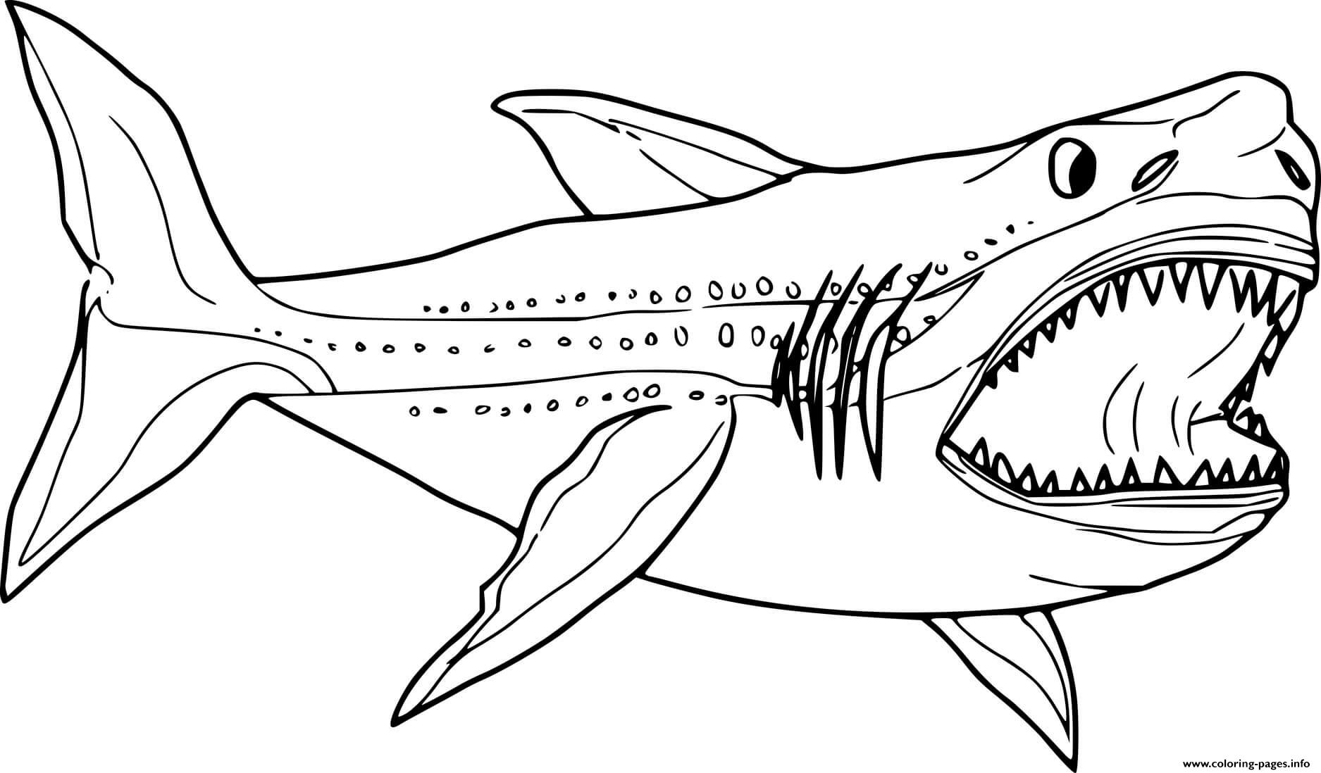 Realistic megalodon shark coloring page printable