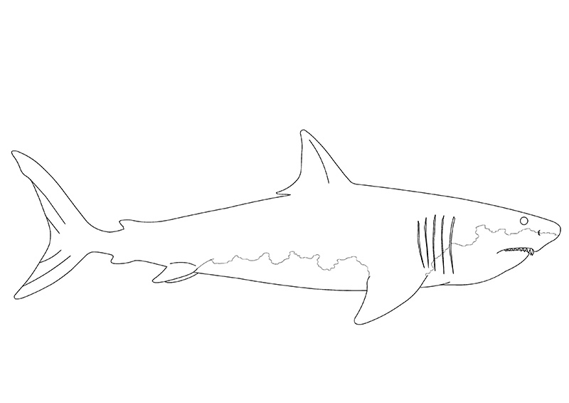 Megalodon artsheet