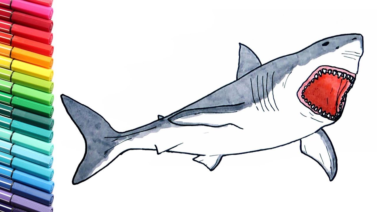 Shark drawing and coloring pages for children