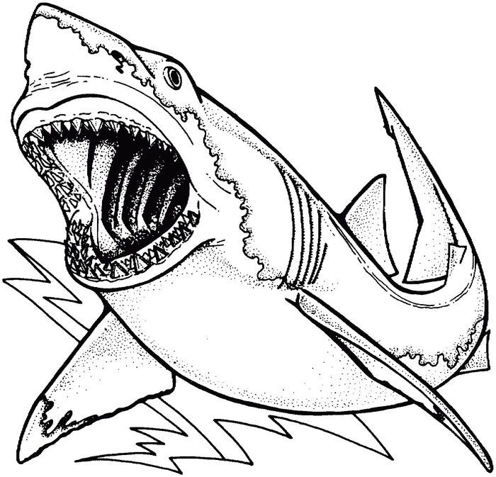 Megalodon shark coloring pages shark coloring pages animal coloring pages shark drawing