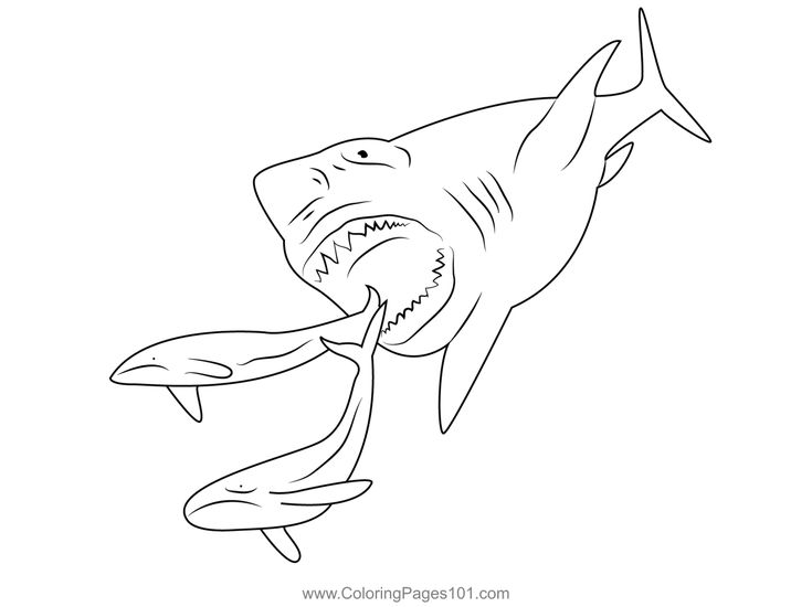 Megalodon shark coloring page shark coloring pages megalodon shark coloring pages