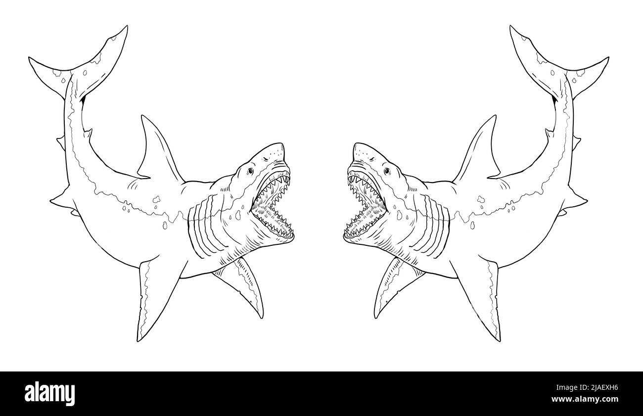 Shark teeth drawing black and white stock photos images