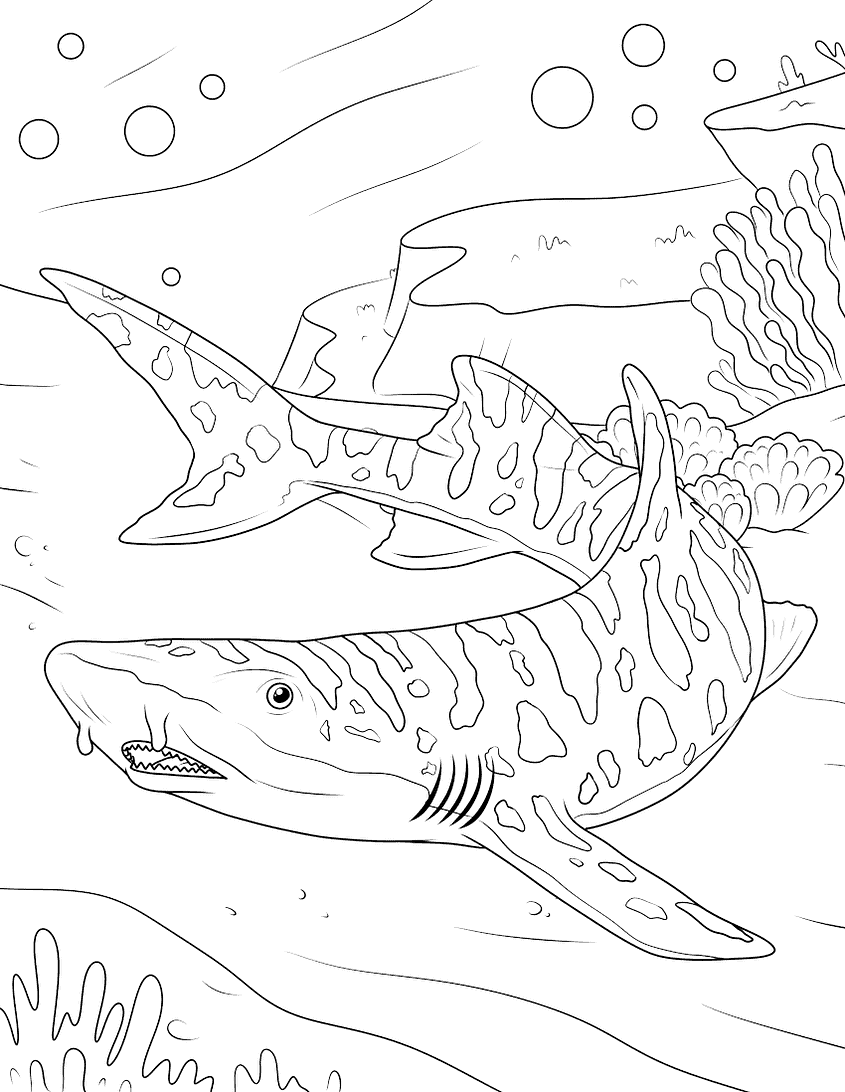 Shark coloring pages