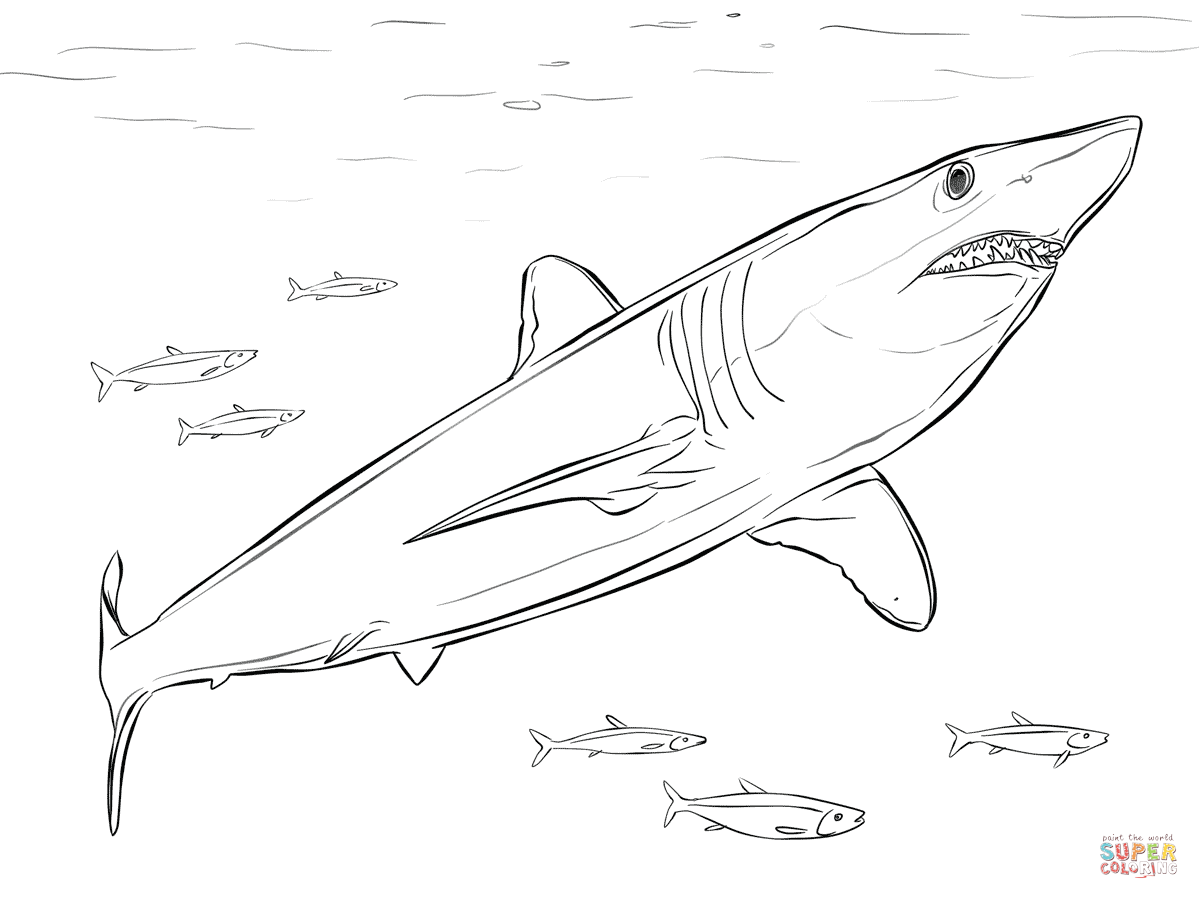 Shortfin mako shark coloring page free printable coloring pages