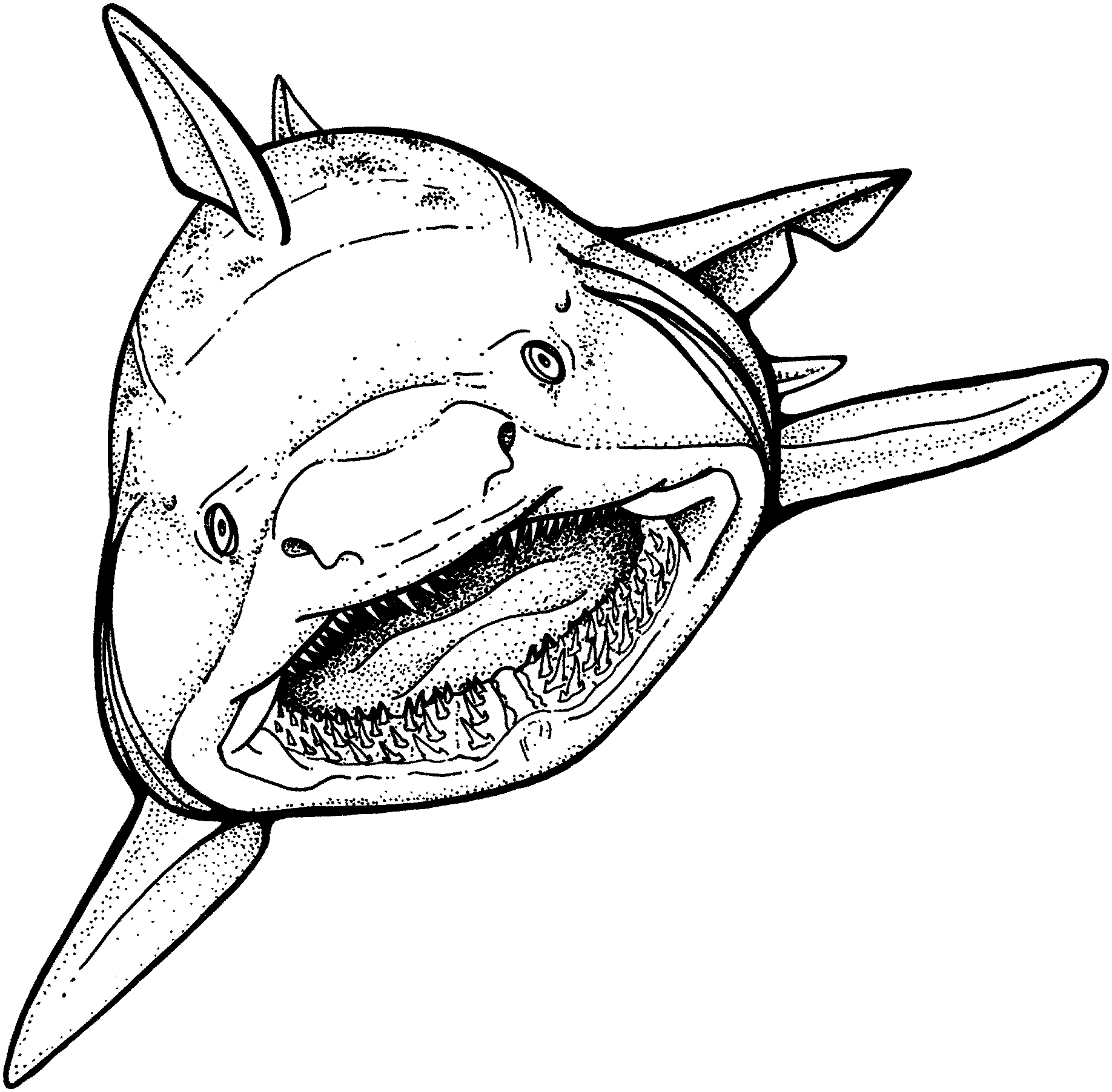 Free printable shark coloring pages for kids